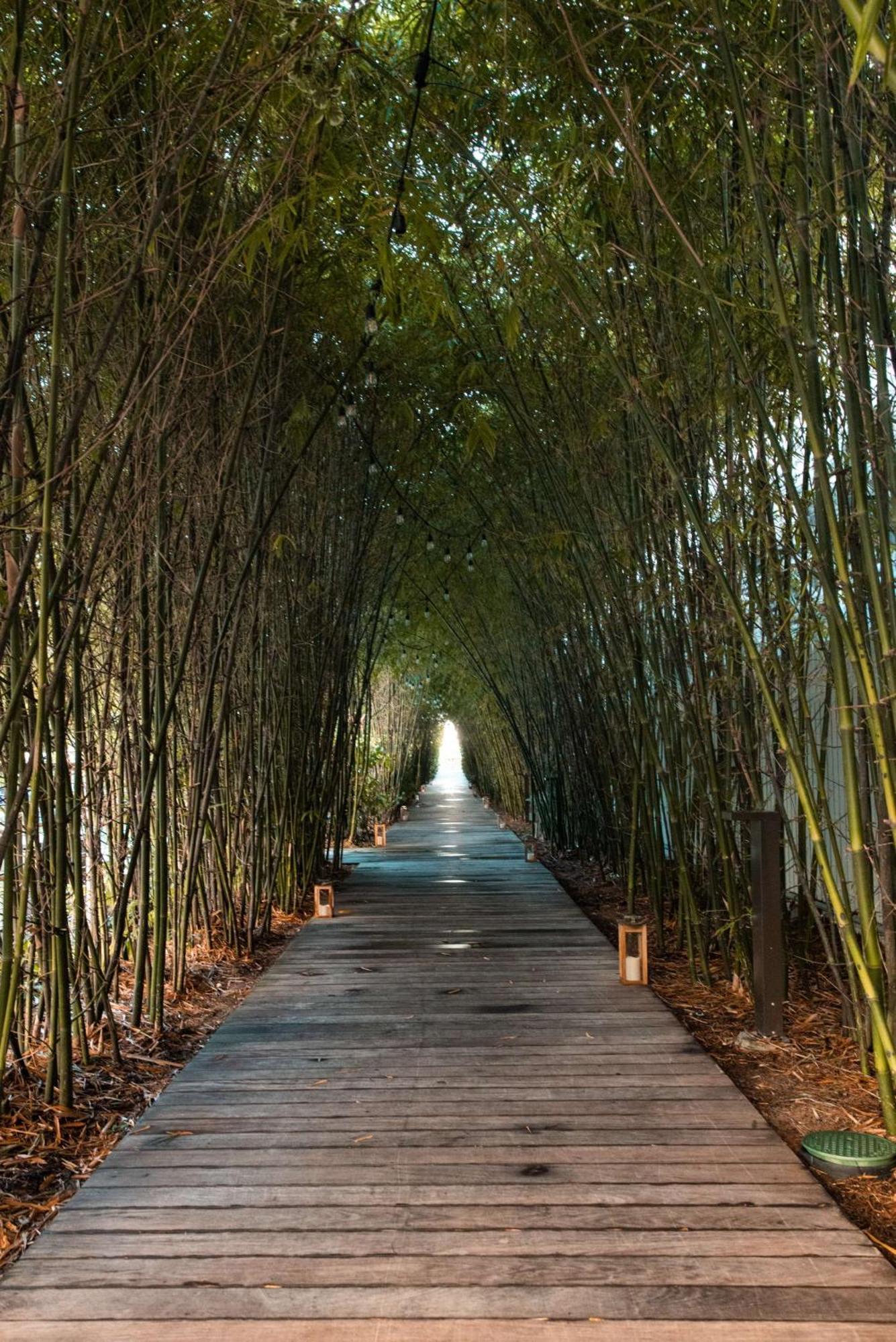 Nautilus Sonesta Miami Beach Exteriér fotografie Bamboo forest in China